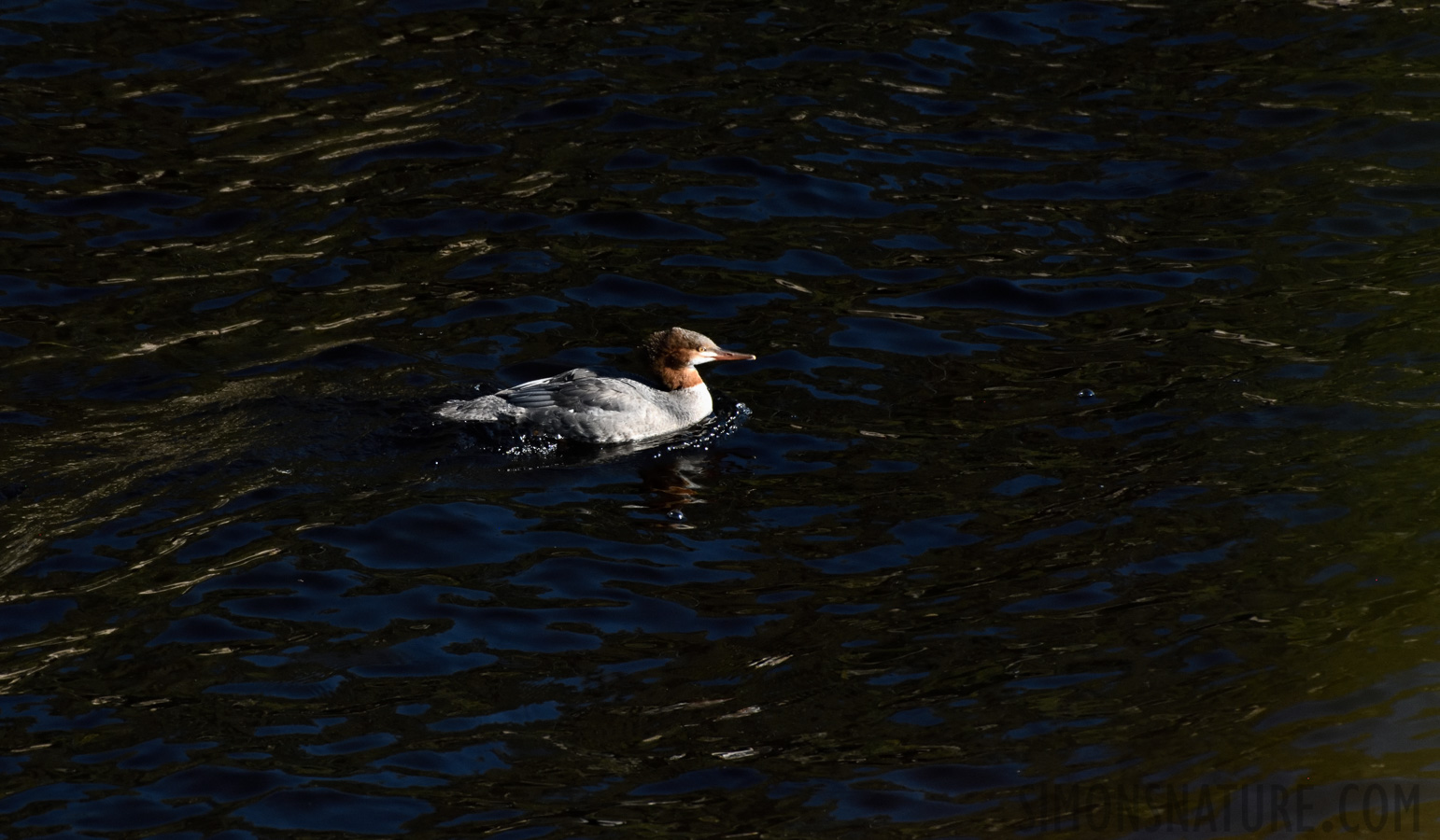 [550 mm, 1/2500 Sek. bei f / 8.0, ISO 1600]